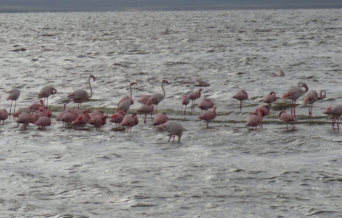 Lesser Flamingo - ML654958622