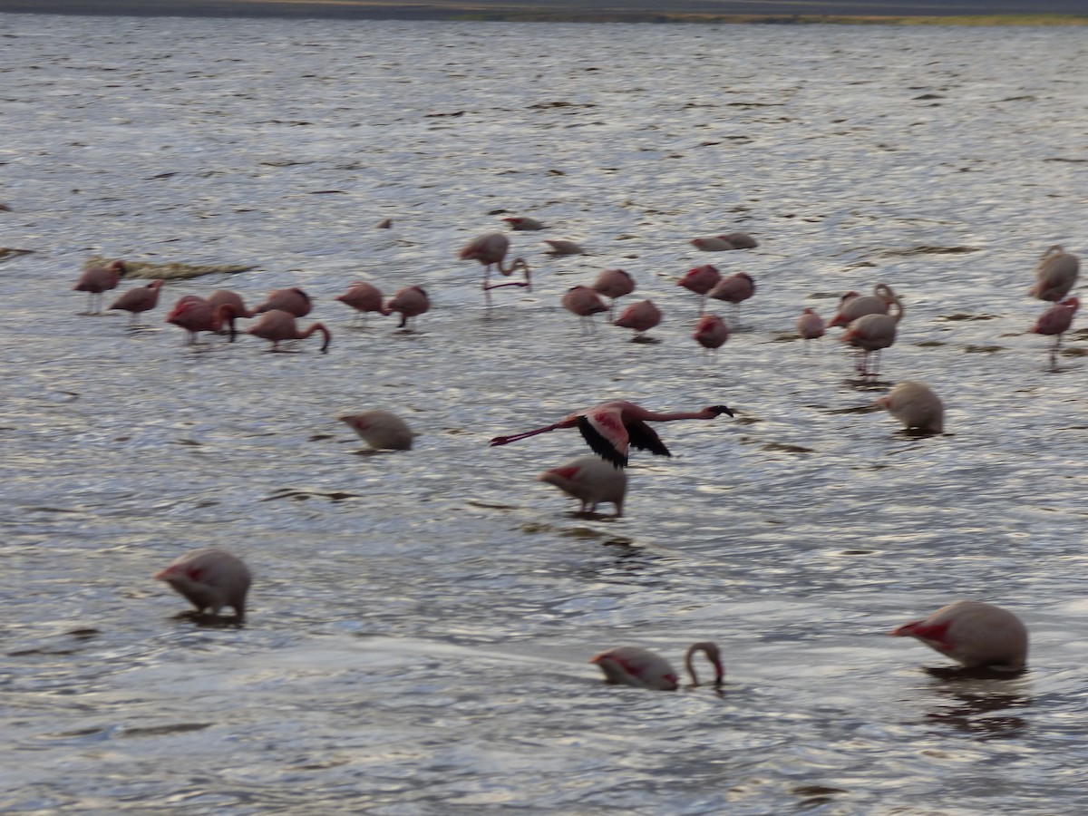 Lesser Flamingo - ML654958623