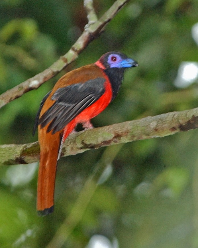 Diard's Trogon - ML654958689