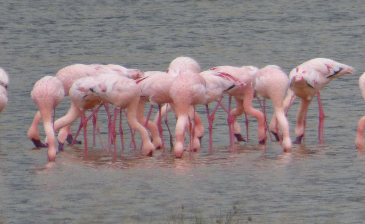 Lesser Flamingo - ML654959635