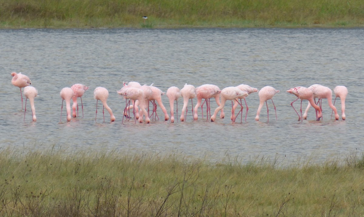 Lesser Flamingo - ML654959636