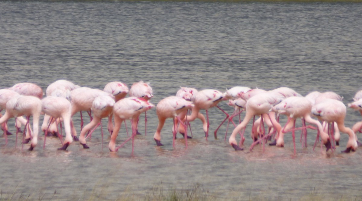 Lesser Flamingo - ML654959638