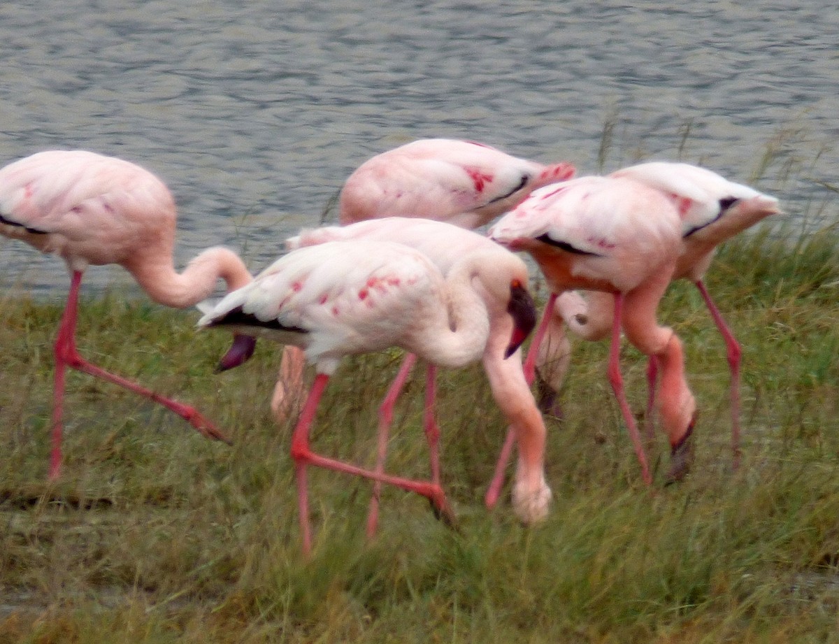 Lesser Flamingo - ML654959639