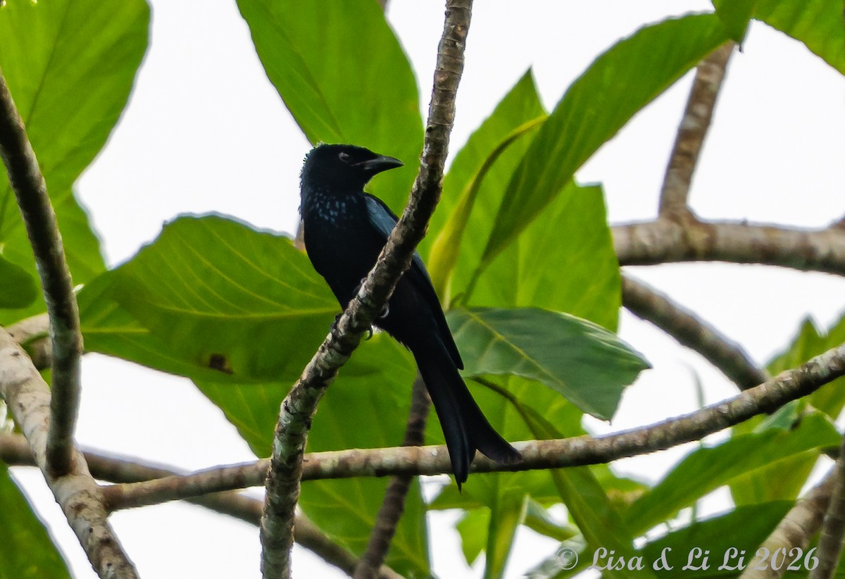 Palawan Drongo (Palawan) - ML654959678