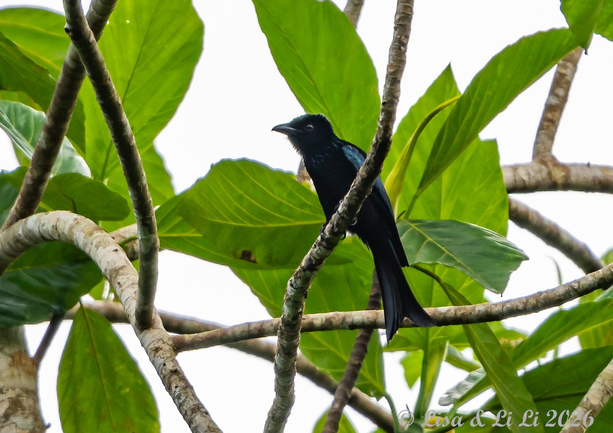 Palawan Drongo (Palawan) - ML654959679