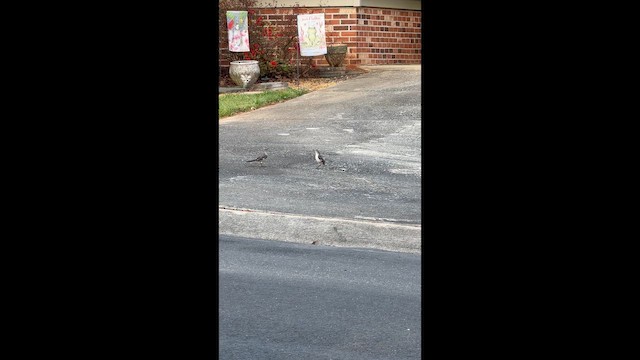 Northern Mockingbird - ML654960113