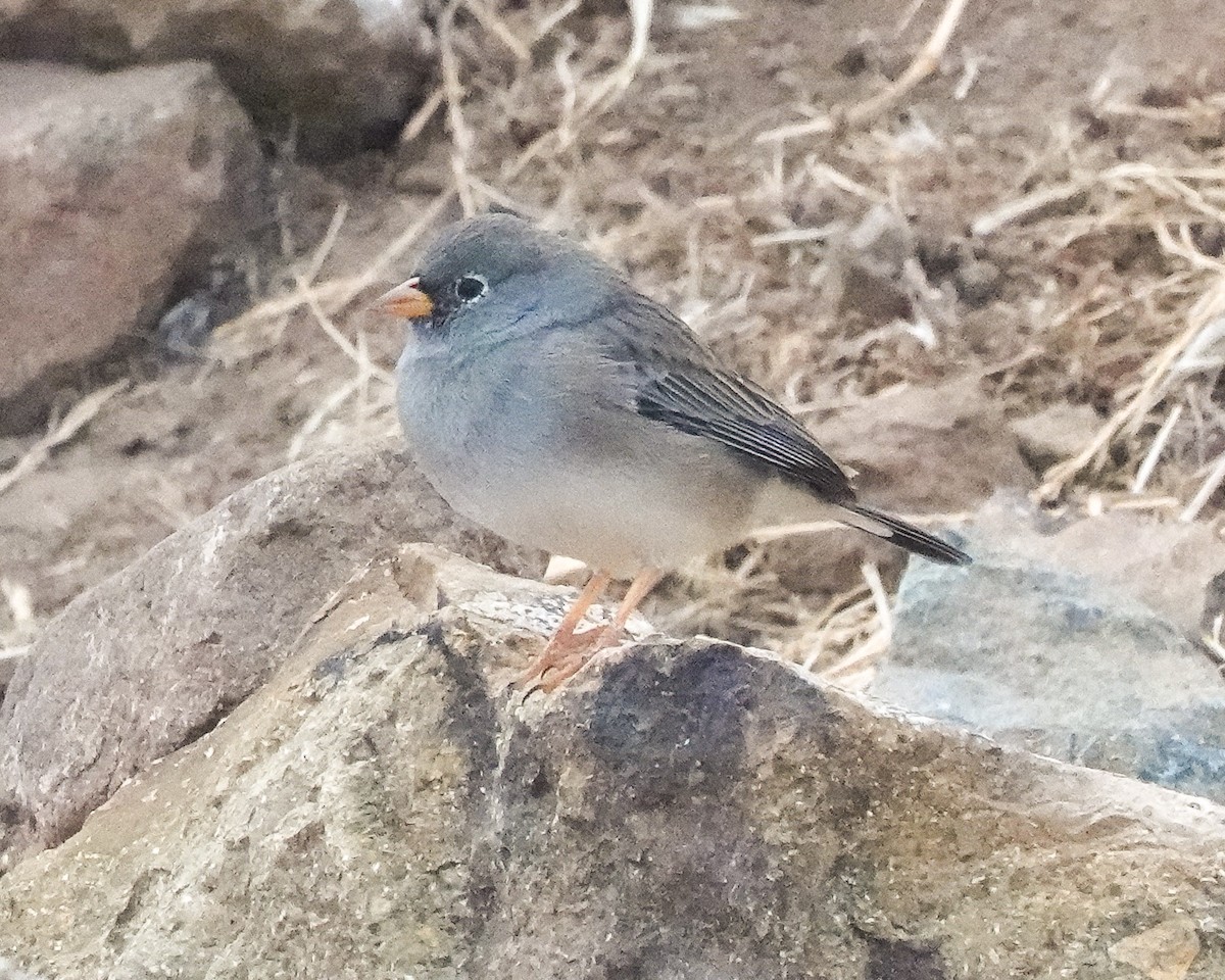 Band-tailed Sierra Finch - ML654960139