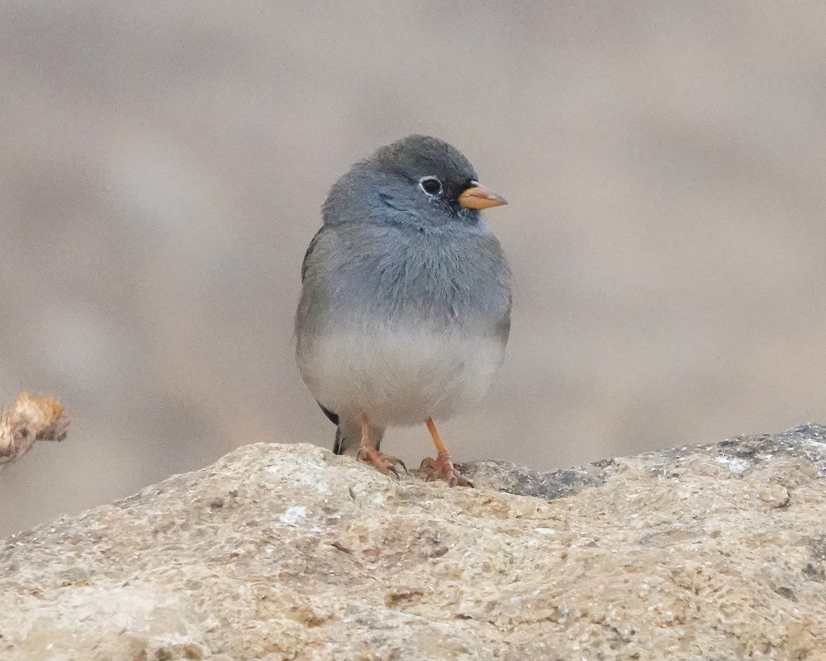 Band-tailed Sierra Finch - ML654960140
