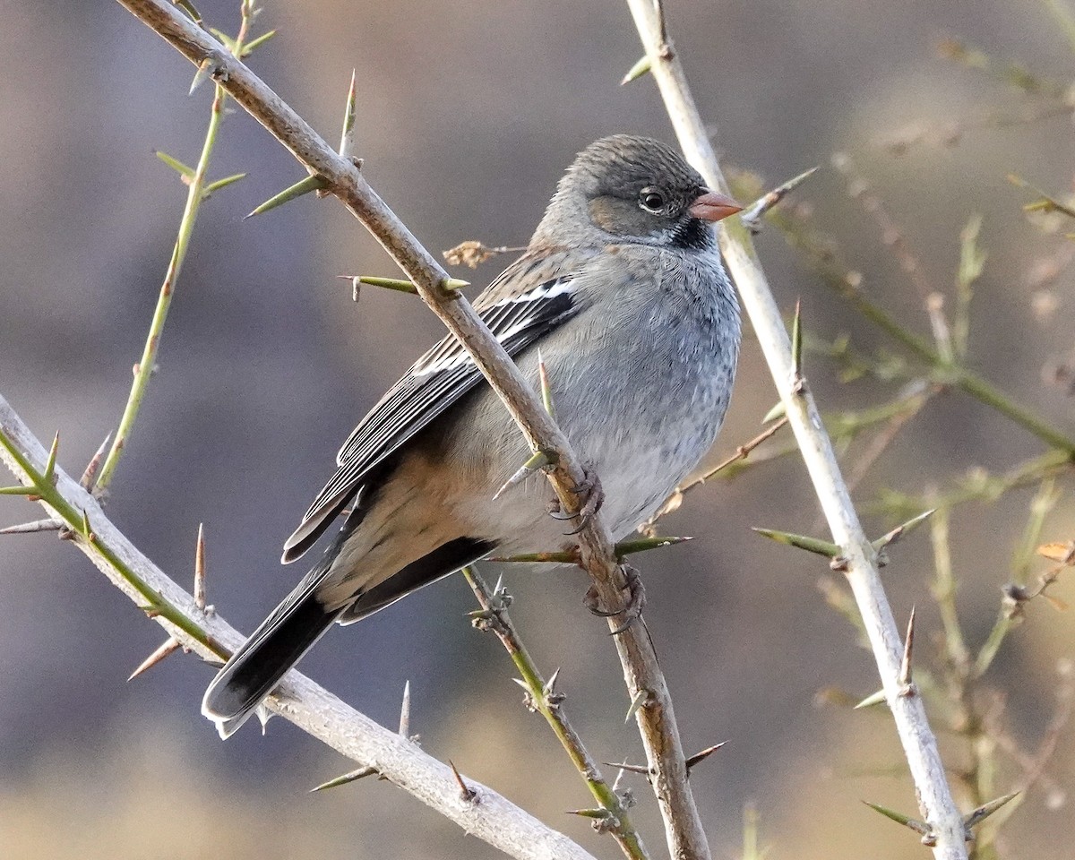 Mourning Sierra Finch - ML654960150