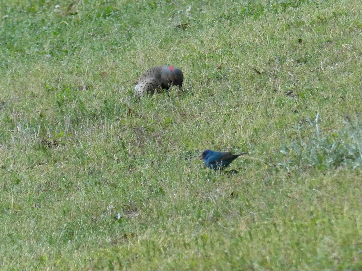 Indigo Bunting - ML654960449