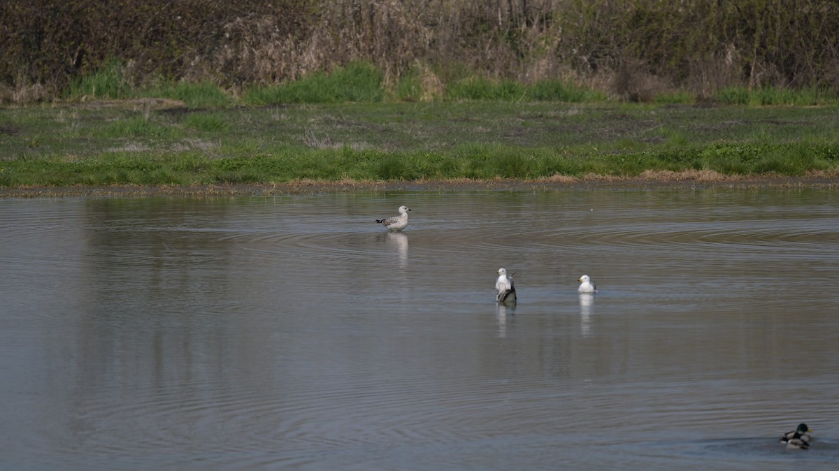 racek sp. - ML654961112