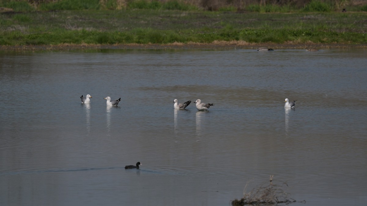 racek sp. - ML654961113