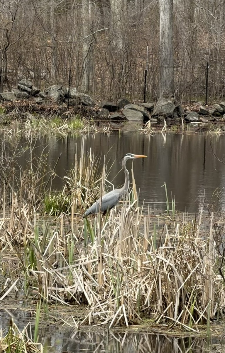 Great Blue Heron - ML654961646