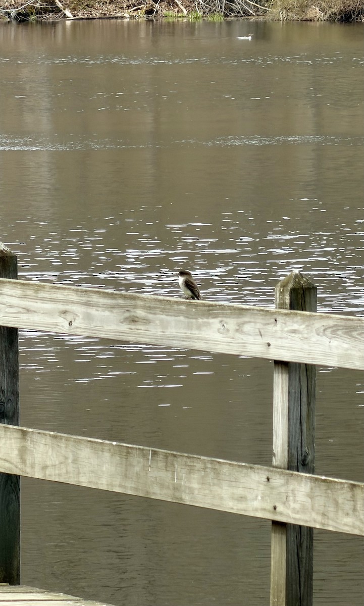 Eastern Phoebe - ML654961649