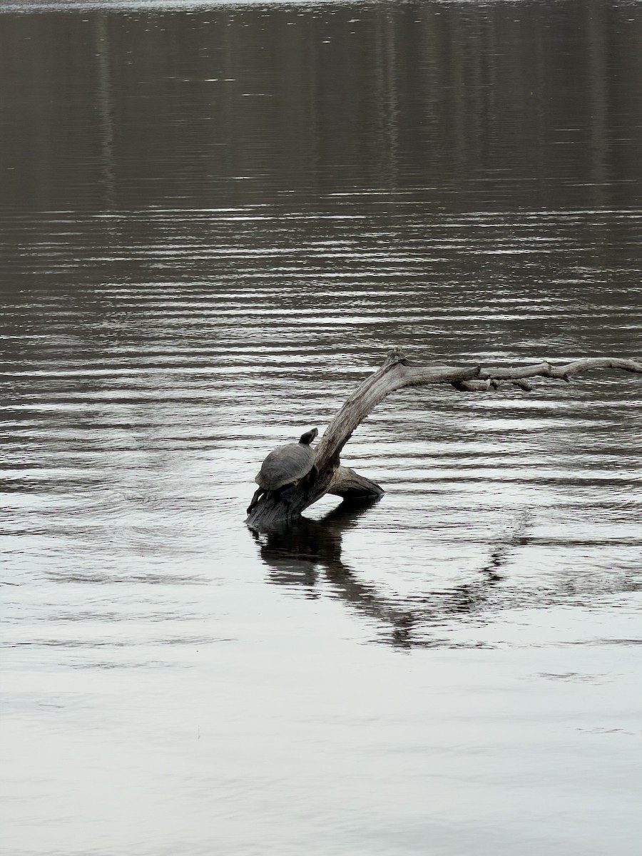 Painted Turtle - ML654961906