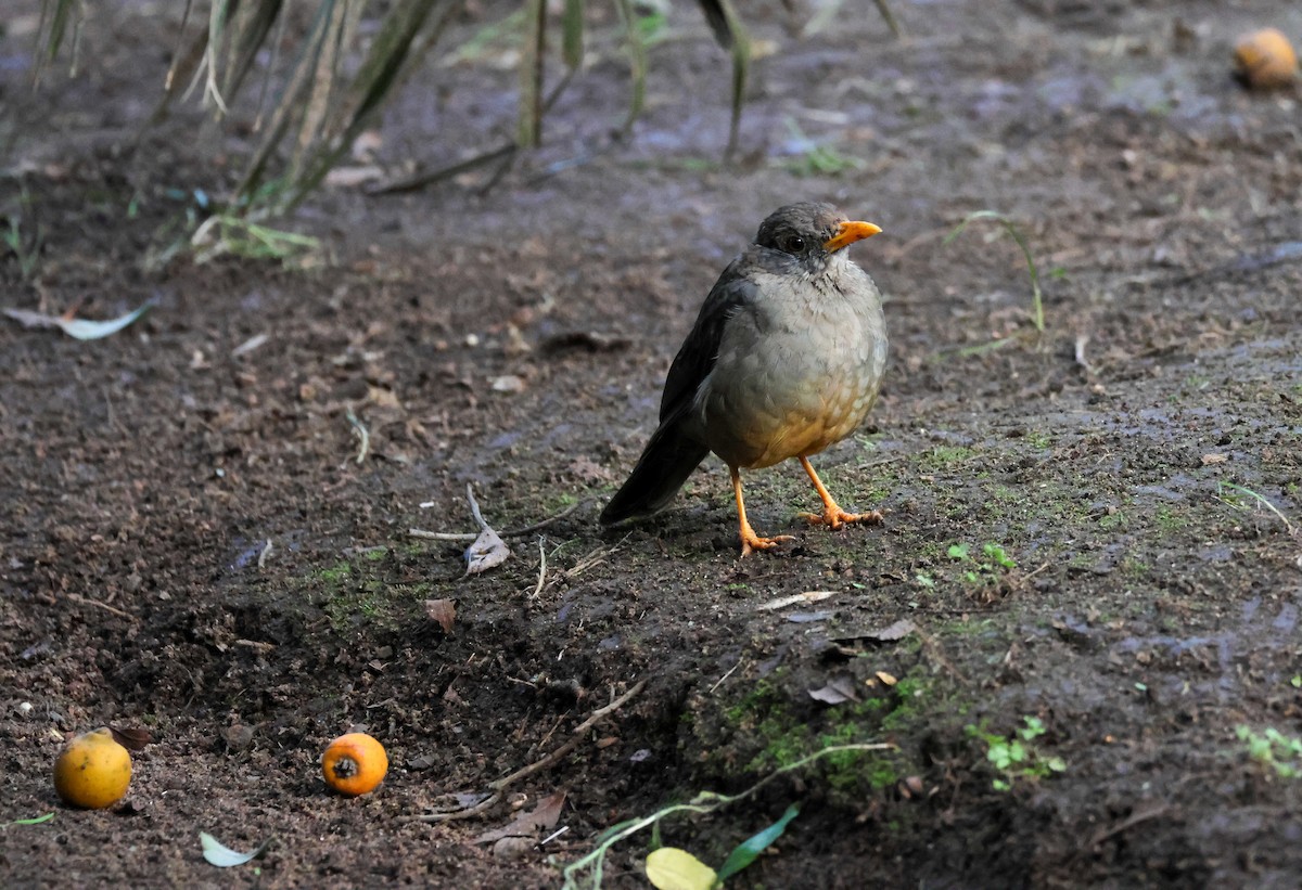 Karoo Thrush - ML654963578