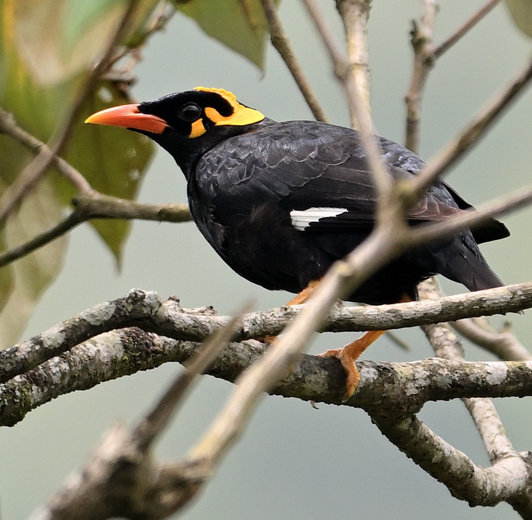 Southern Hill Myna - ML654963764