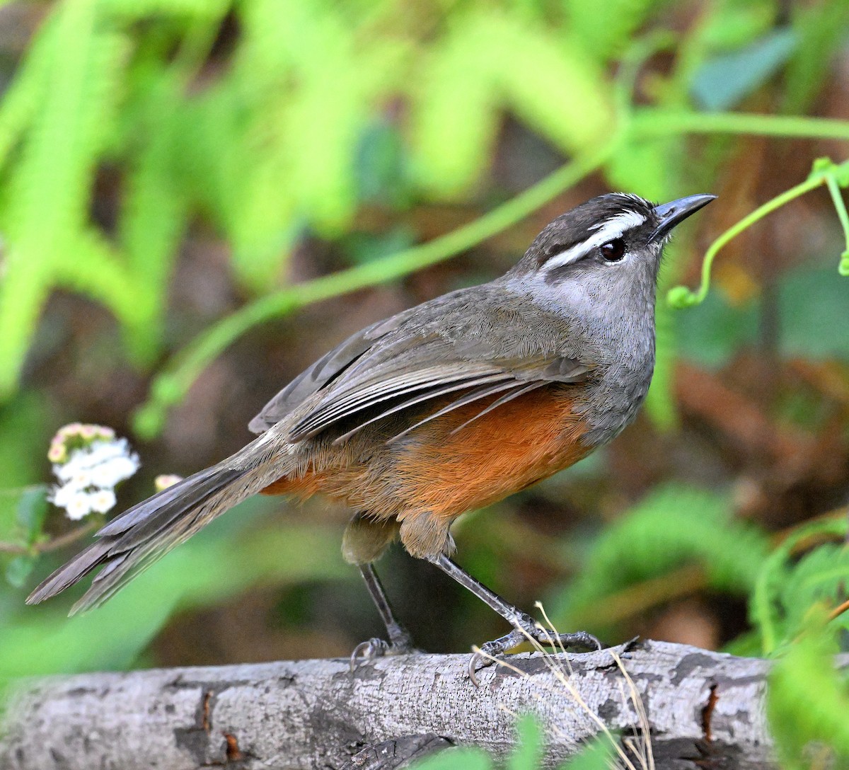 Palani Laughingthrush - ML654964081