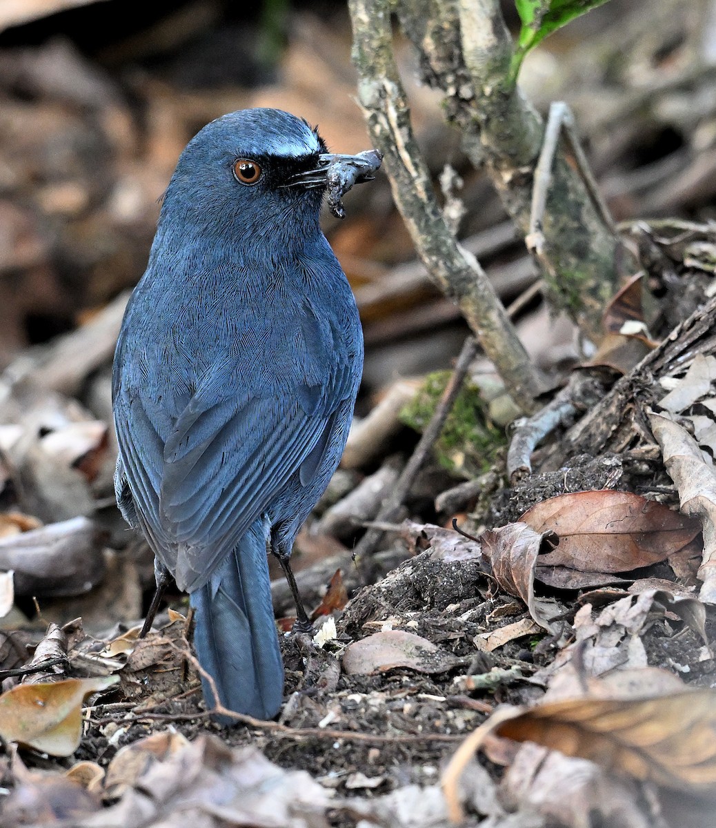 White-bellied Sholakili - ML654964119