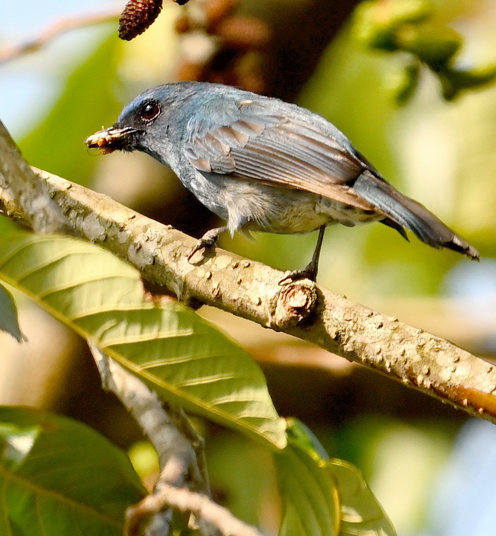 Nilgiri Flycatcher - ML654964203