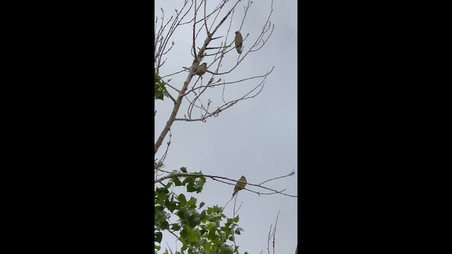 Cedar Waxwing - ML654964991