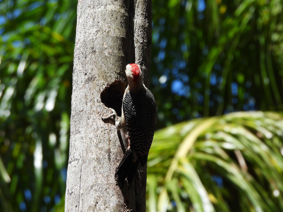 Golden-fronted Woodpecker - ML654966884