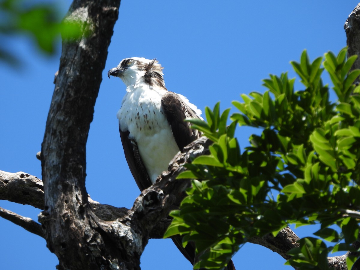 Osprey - ML654966897