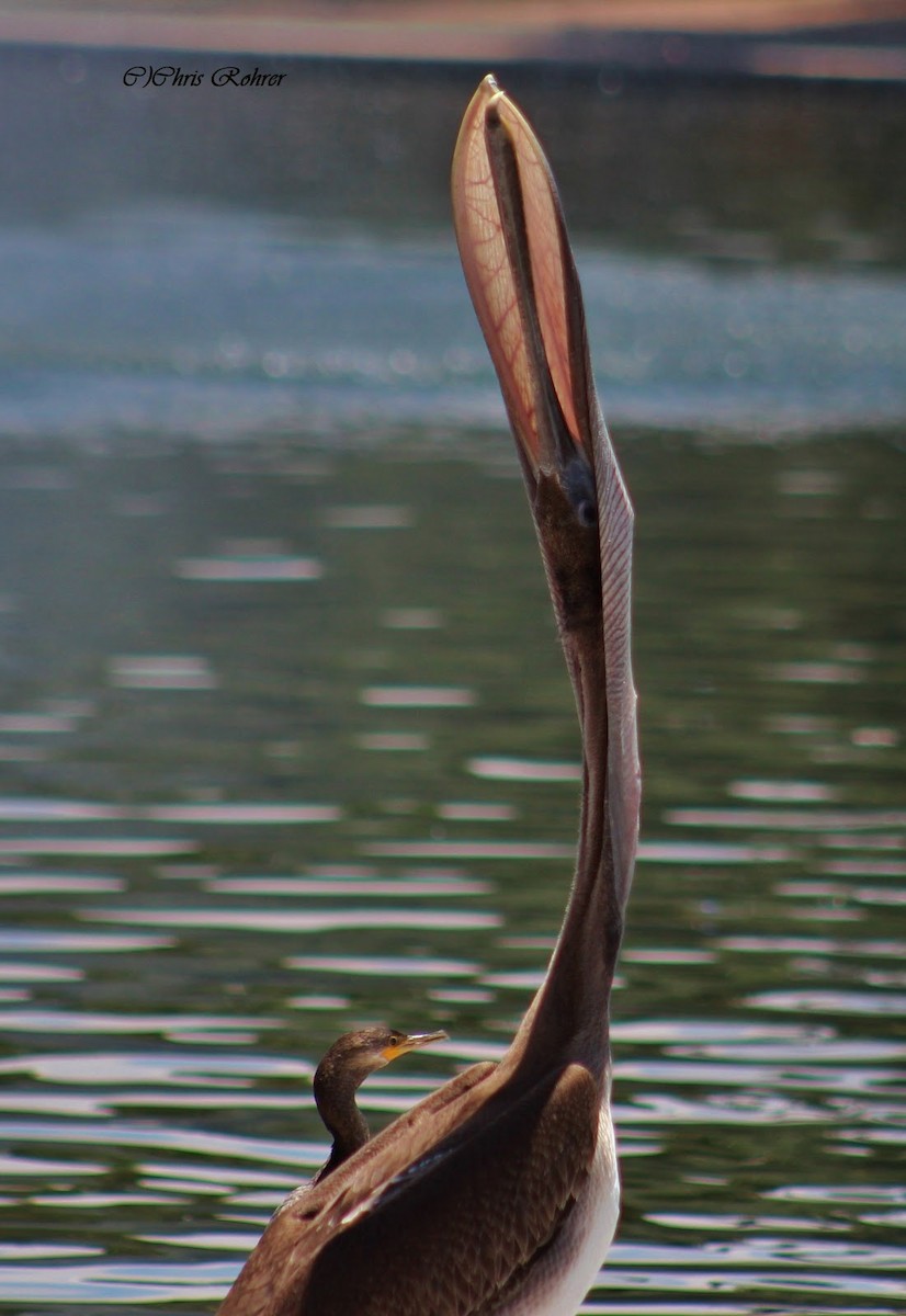 Brown Pelican - ML65496891