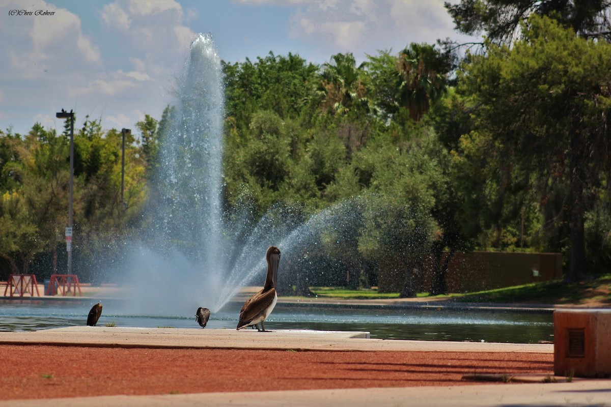 Brown Pelican - ML65496901