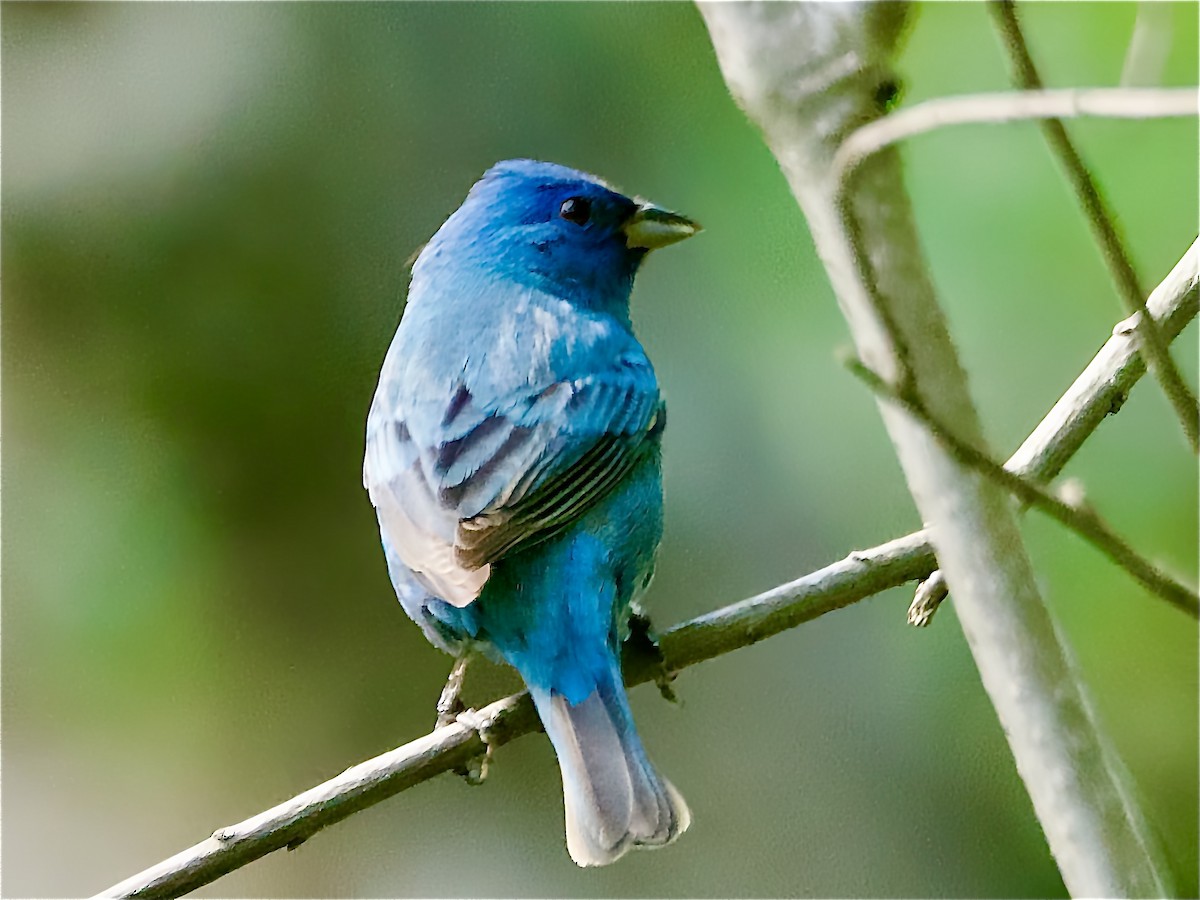 Indigo Bunting - ML654969100