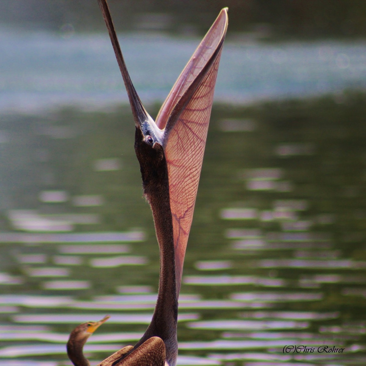 Brown Pelican - ML65496931