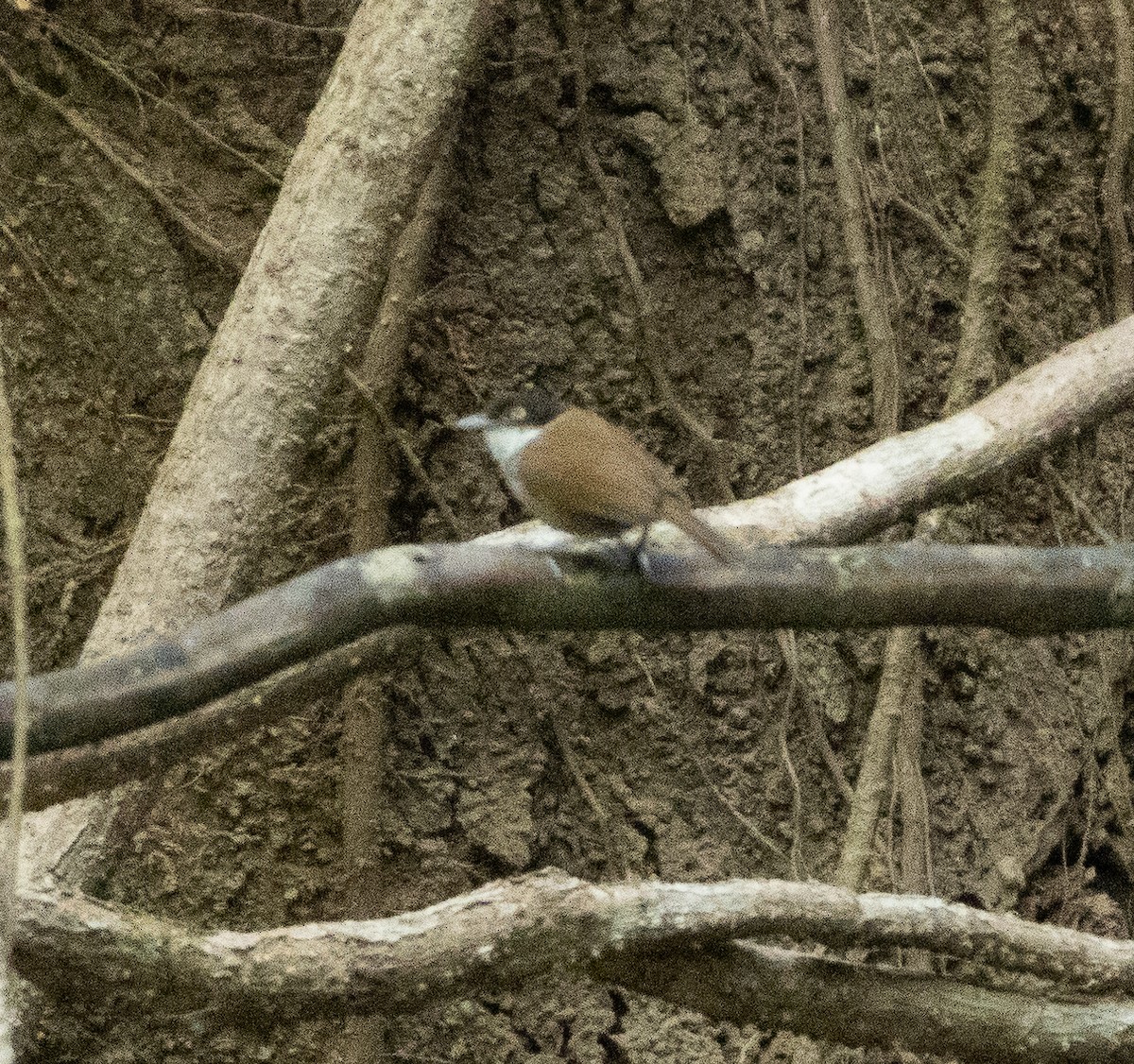Dark-fronted Babbler - ML654969420