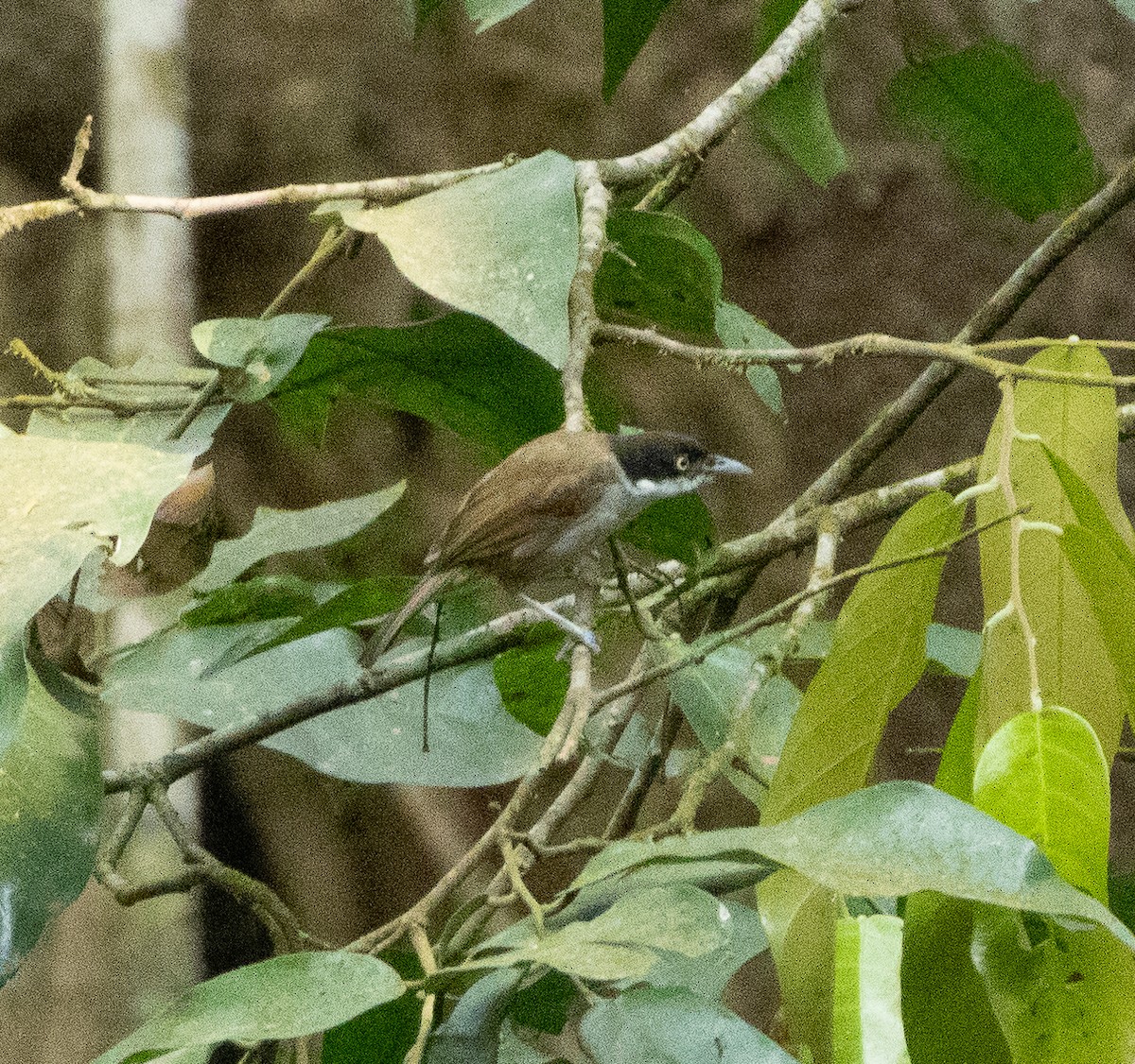 Dark-fronted Babbler - ML654969422