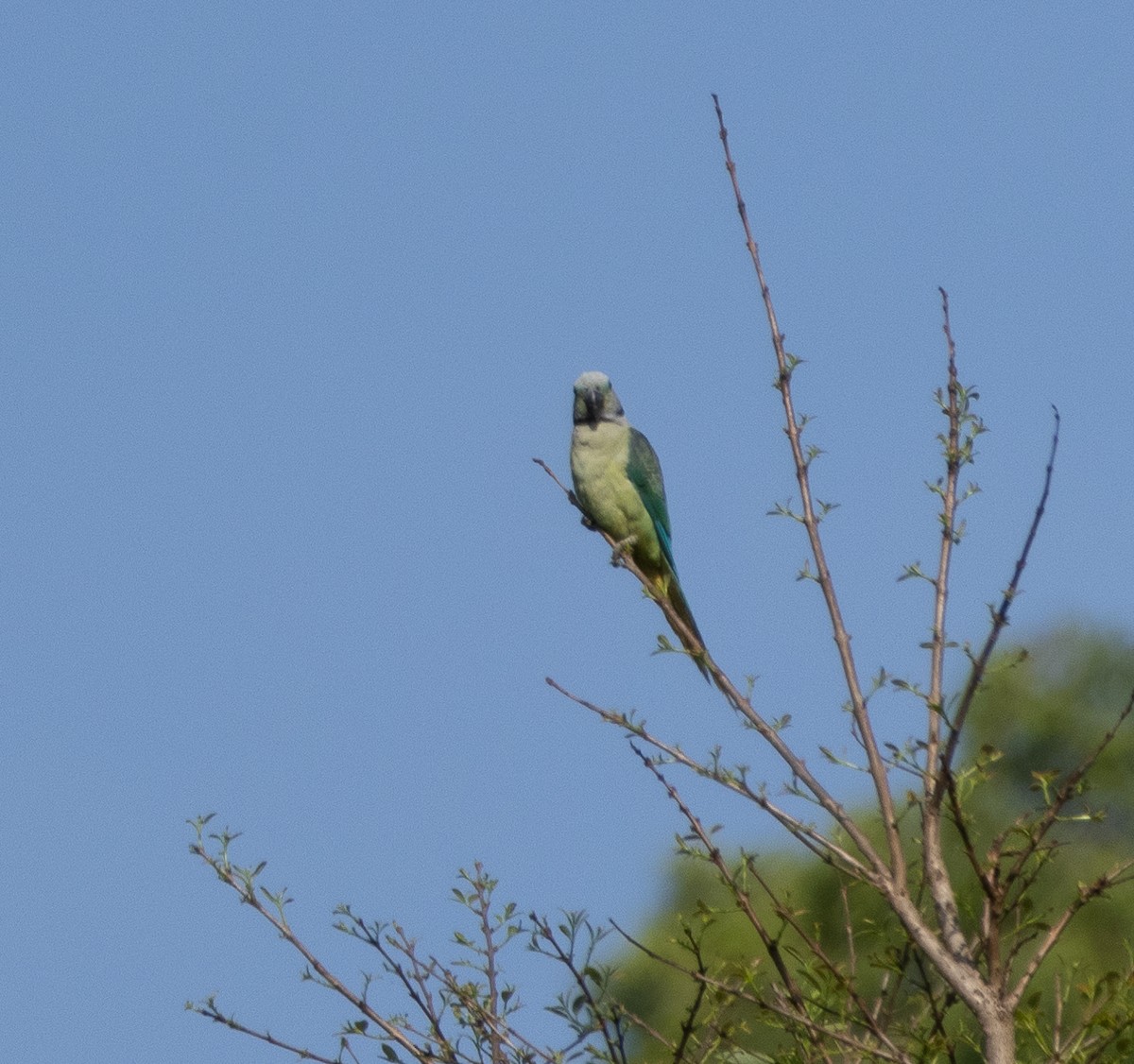 Malabar Parakeet - ML654969493