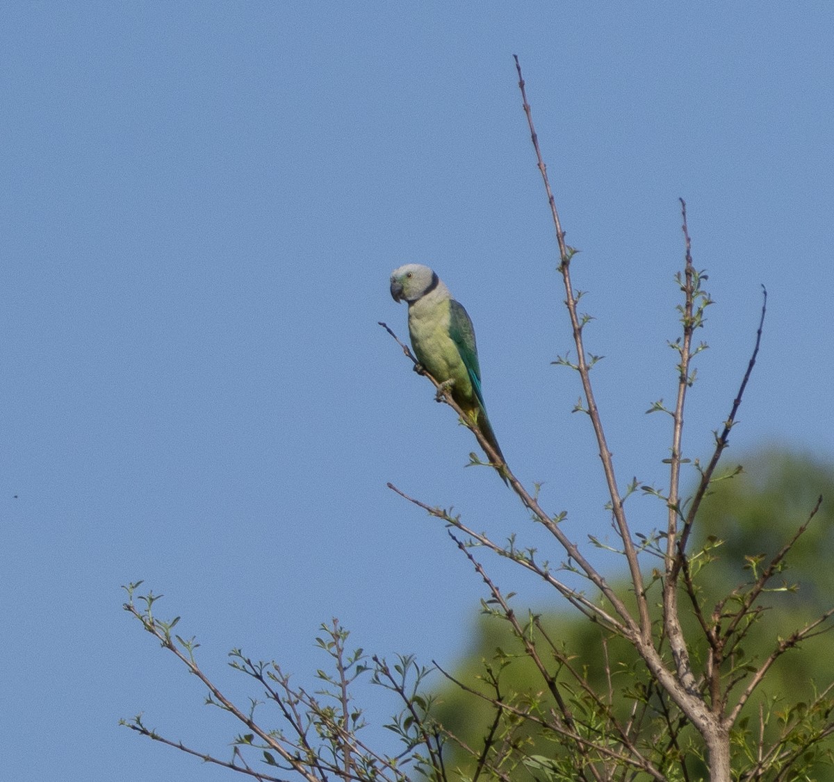 Malabar Parakeet - ML654969494