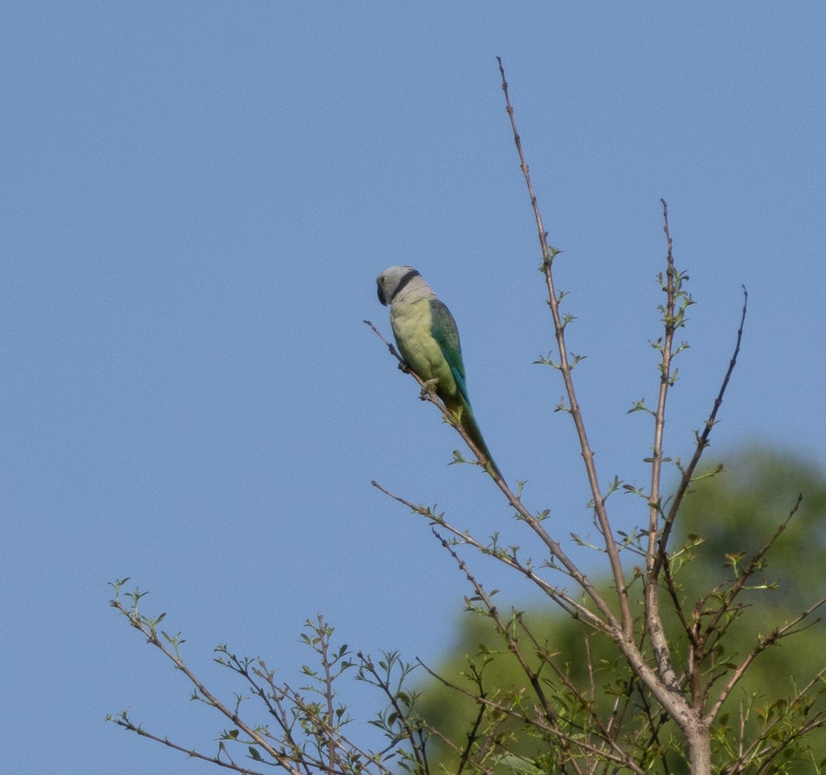 Malabar Parakeet - ML654969495