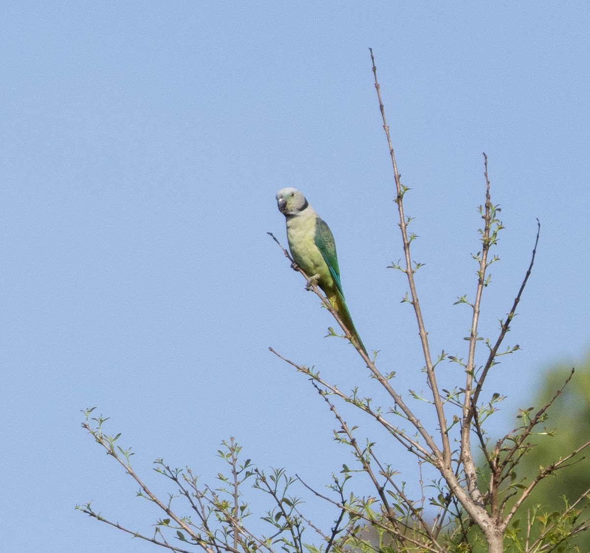 Malabar Parakeet - ML654969496