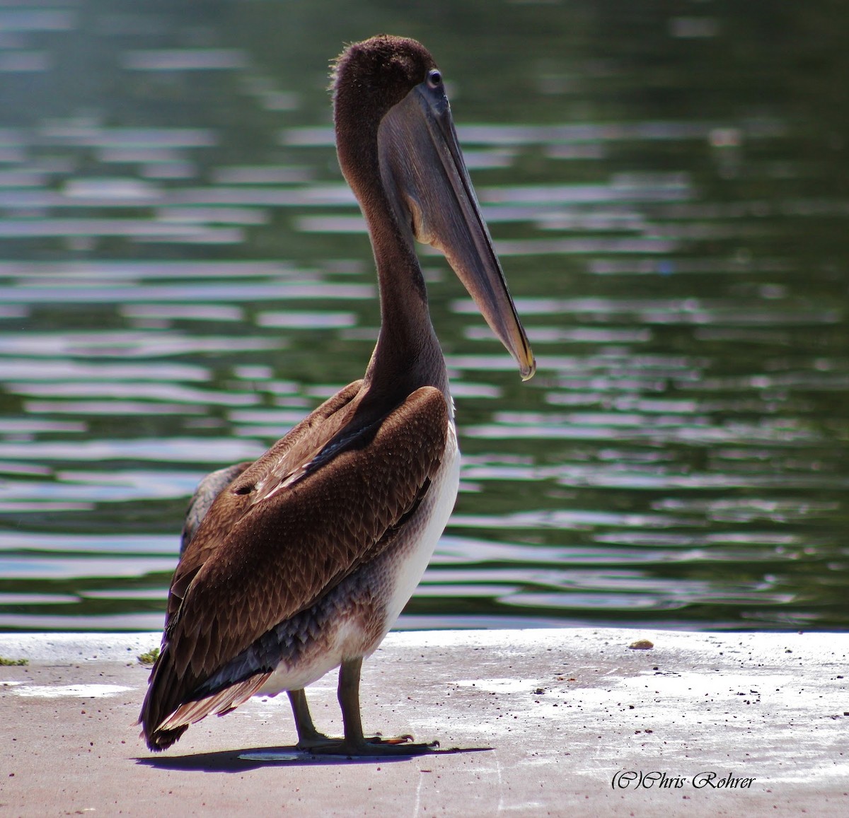 Brown Pelican - ML65496951