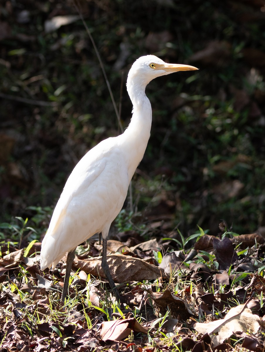 Eastern Cattle-Egret - ML654969526