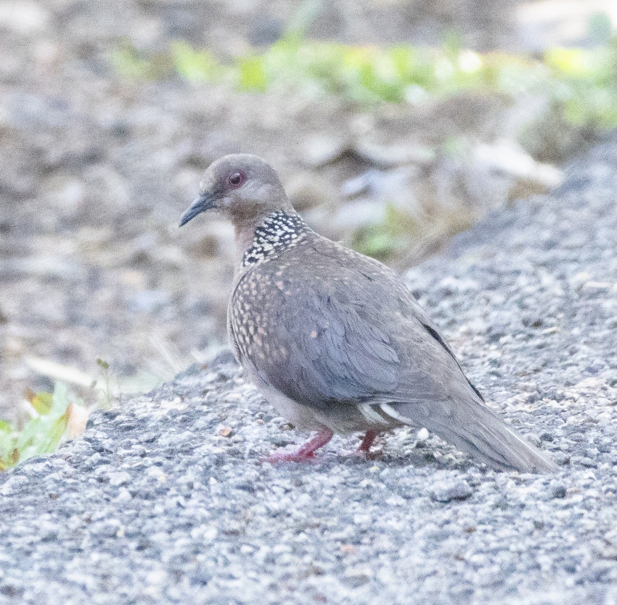 Spotted Dove - ML654969546