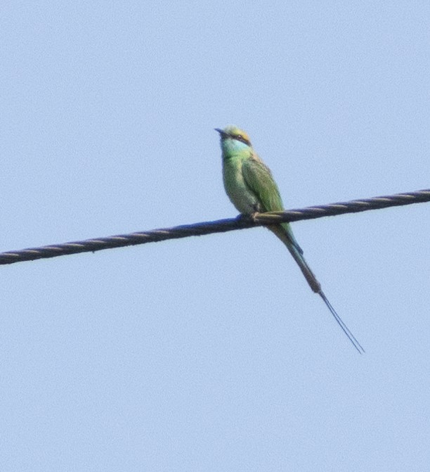 Asian Green Bee-eater - ML654969571