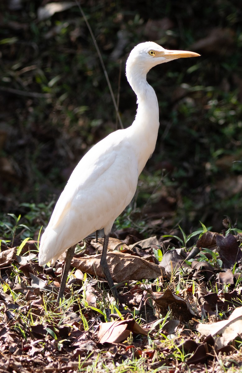 Eastern Cattle-Egret - ML654969625