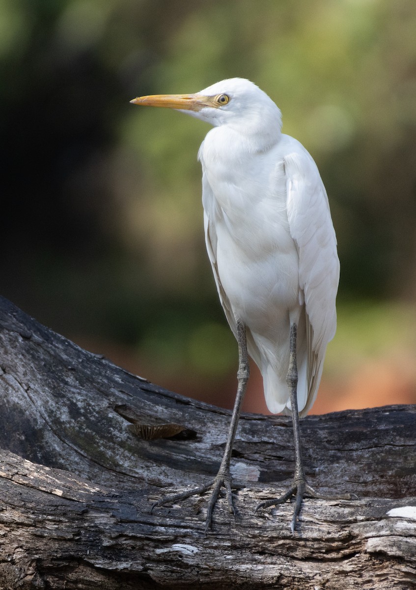 Eastern Cattle-Egret - ML654969627