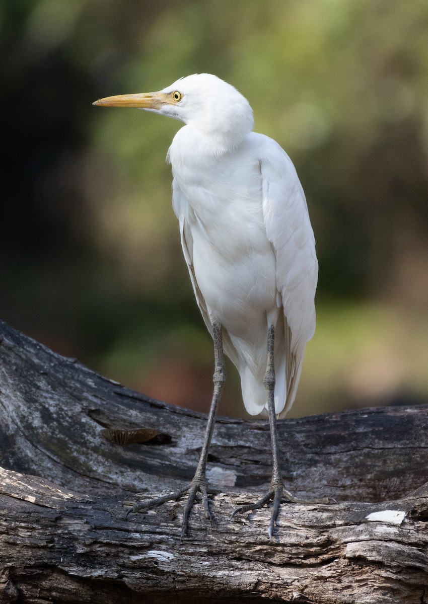 Eastern Cattle-Egret - ML654969628