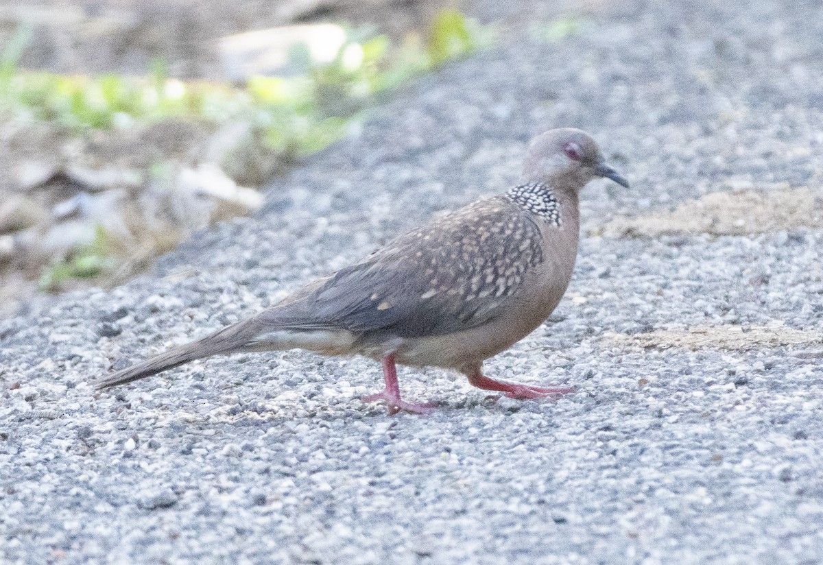 Spotted Dove - ML654969728