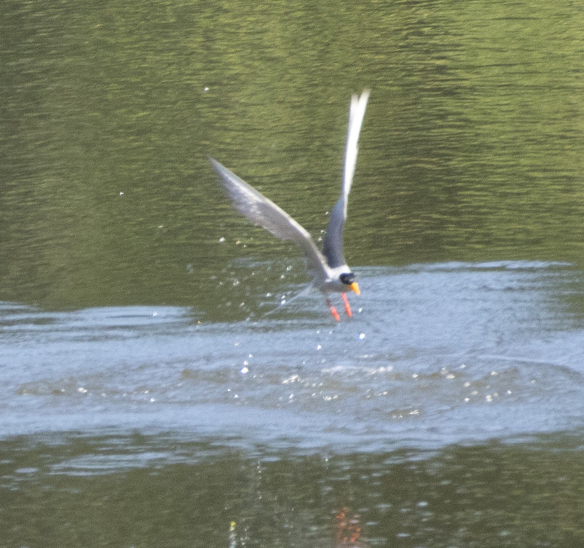 River Tern - ML654969850