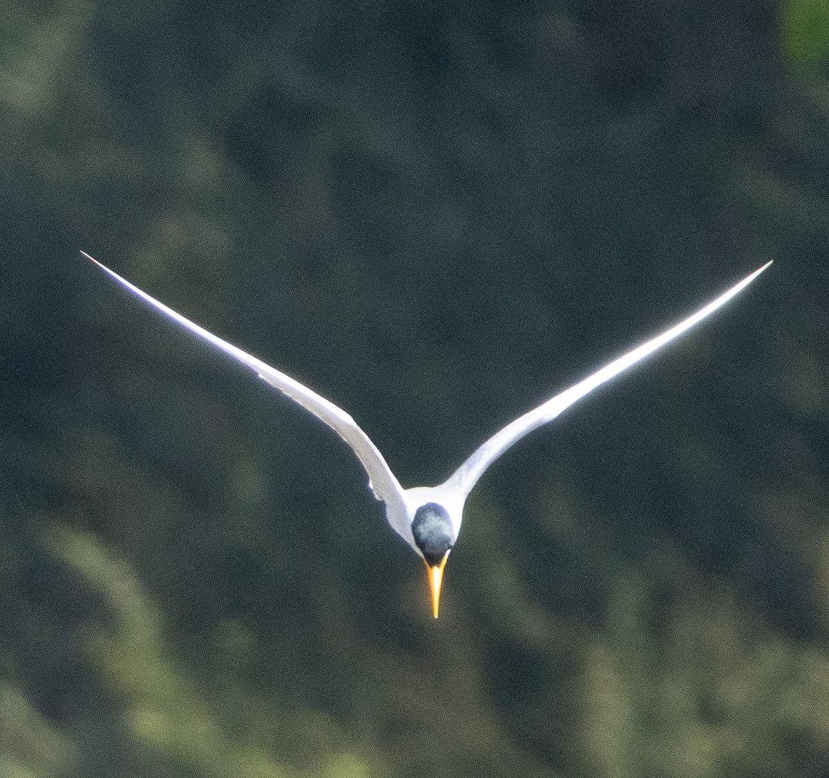 River Tern - ML654969851