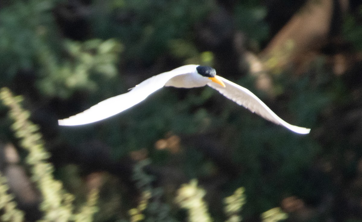 River Tern - ML654969853