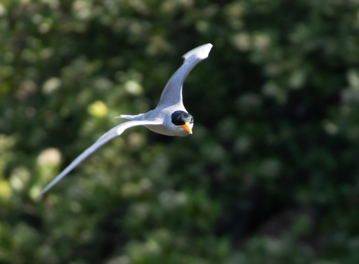 River Tern - ML654969855