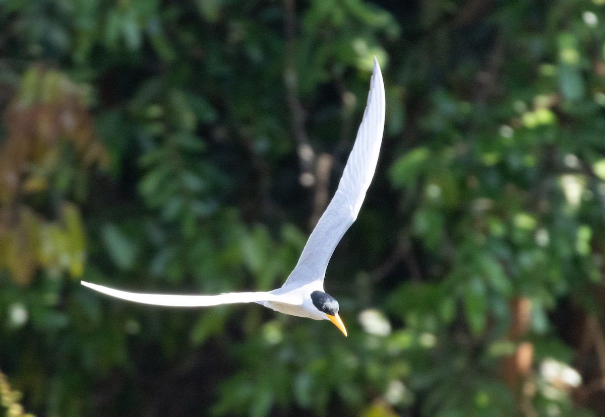 River Tern - ML654969856